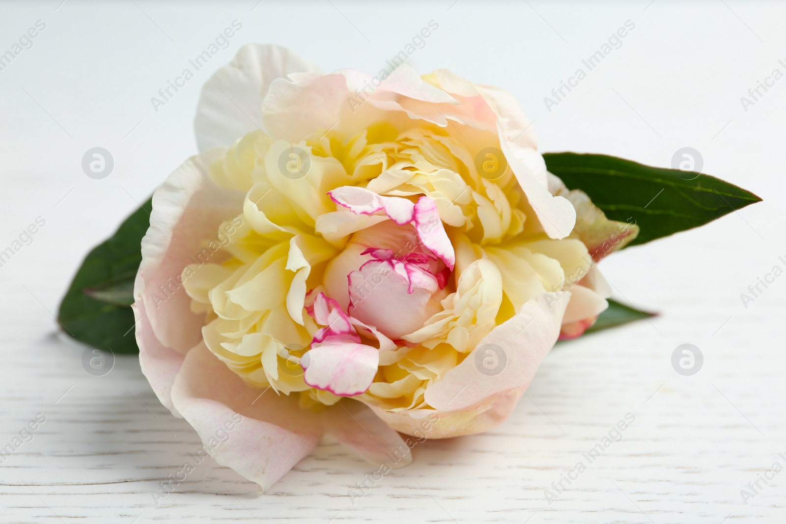 Photo of Beautiful peony flower on white wooden table, closeup