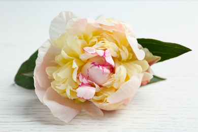 Beautiful peony flower on white wooden table, closeup