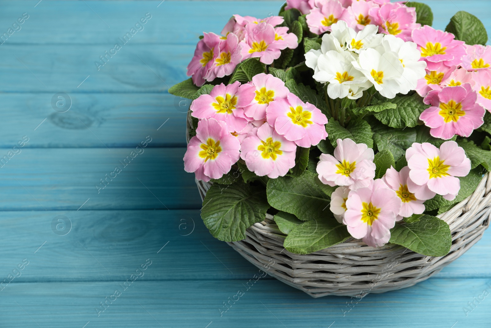 Photo of Beautiful primula (primrose) flowers in wicker basket on light blue wooden table, space for text. Spring blossom