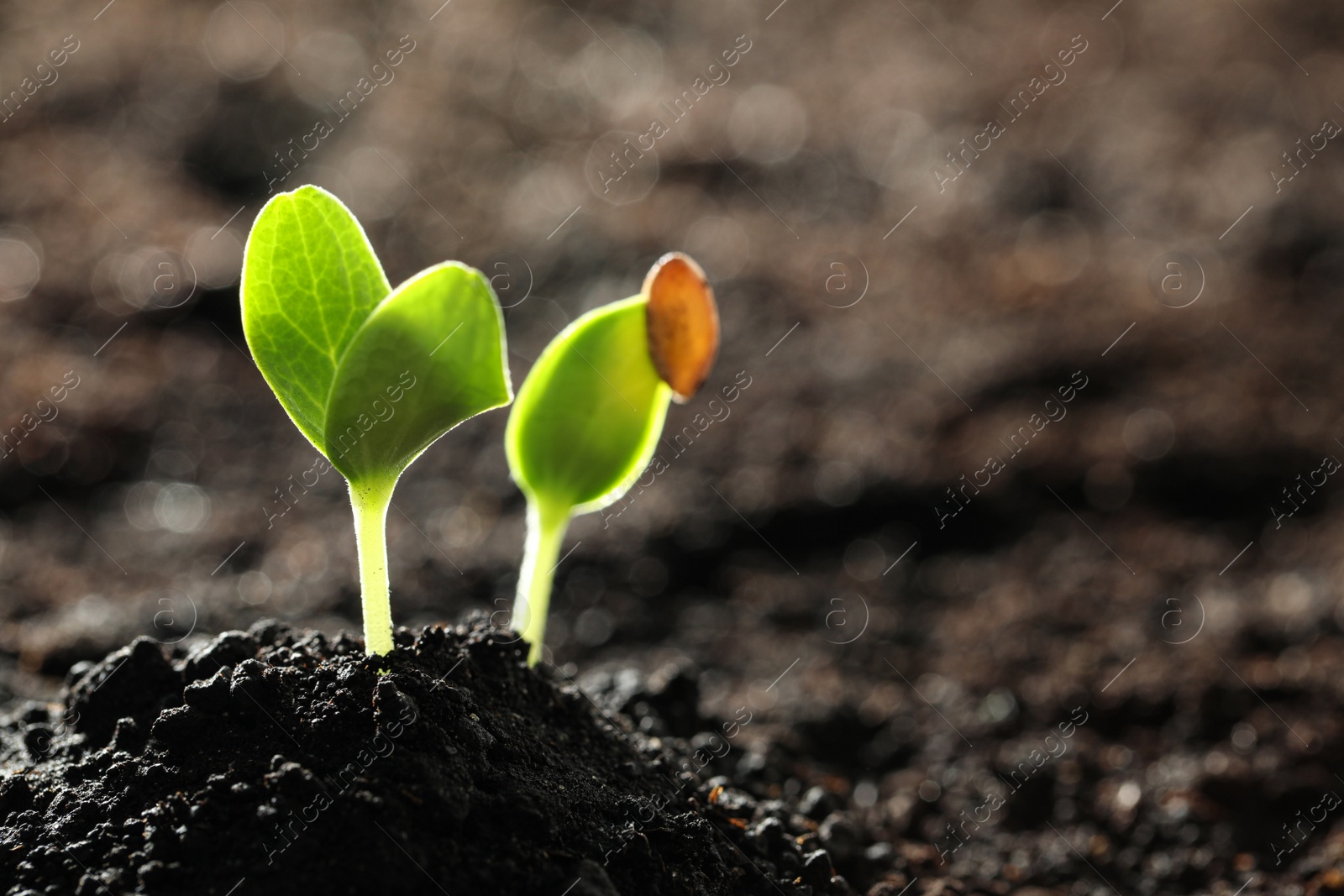 Photo of Young vegetable seedlings growing in soil outdoors, space for text