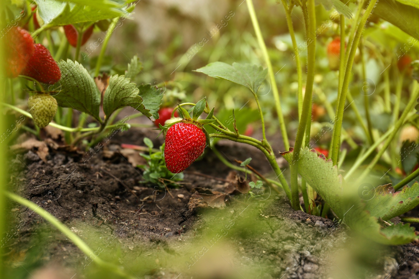 Photo of Strawberry plant with ripening berries growing in garden