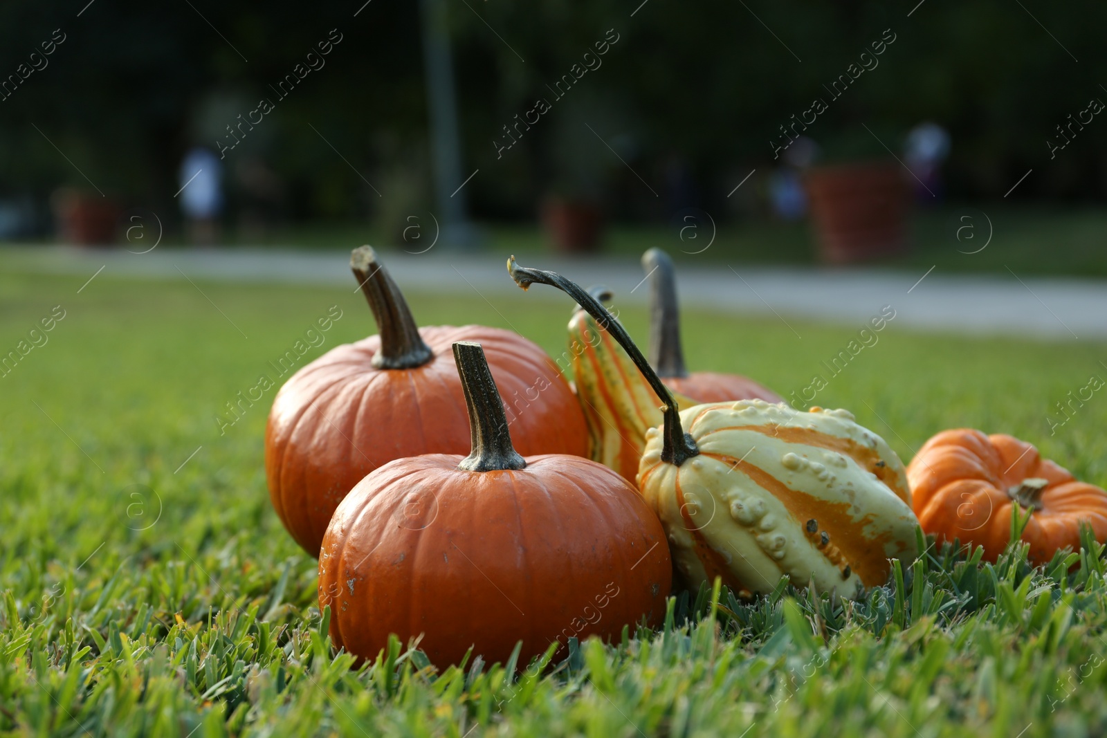 Photo of Many orange pumpkins on green grass outdoors