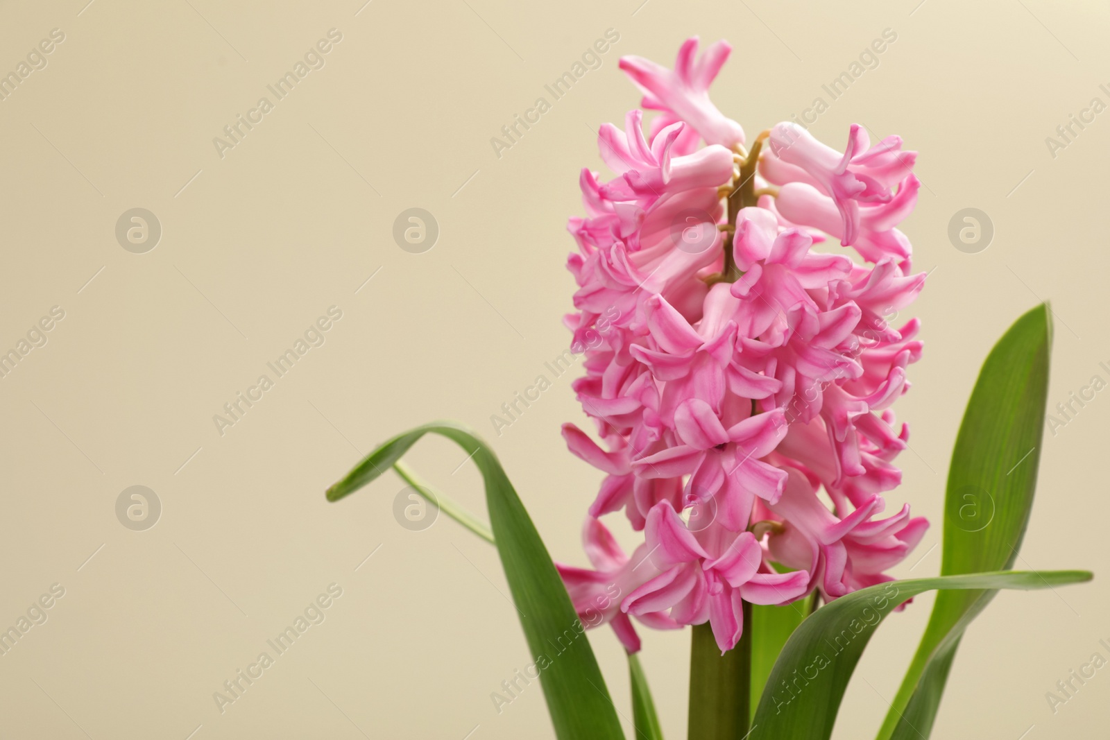 Photo of Beautiful spring hyacinth flower on color background. Space for text