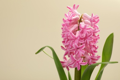 Beautiful spring hyacinth flower on color background. Space for text