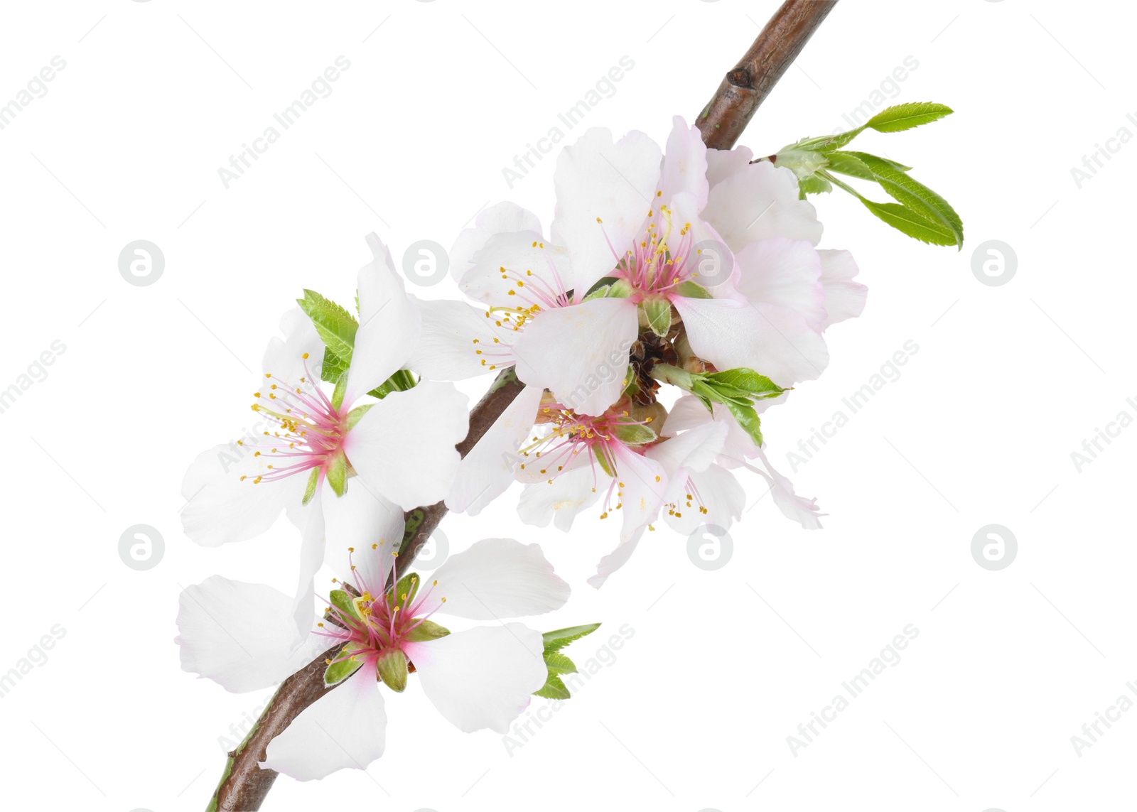 Photo of Beautiful blossoming tree branch with flowers isolated on white. Spring season