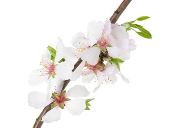 Photo of Beautiful blossoming tree branch with flowers isolated on white. Spring season