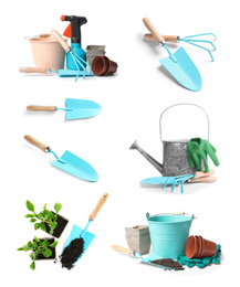 Set of gardening tools and vegetable seedlings on white background