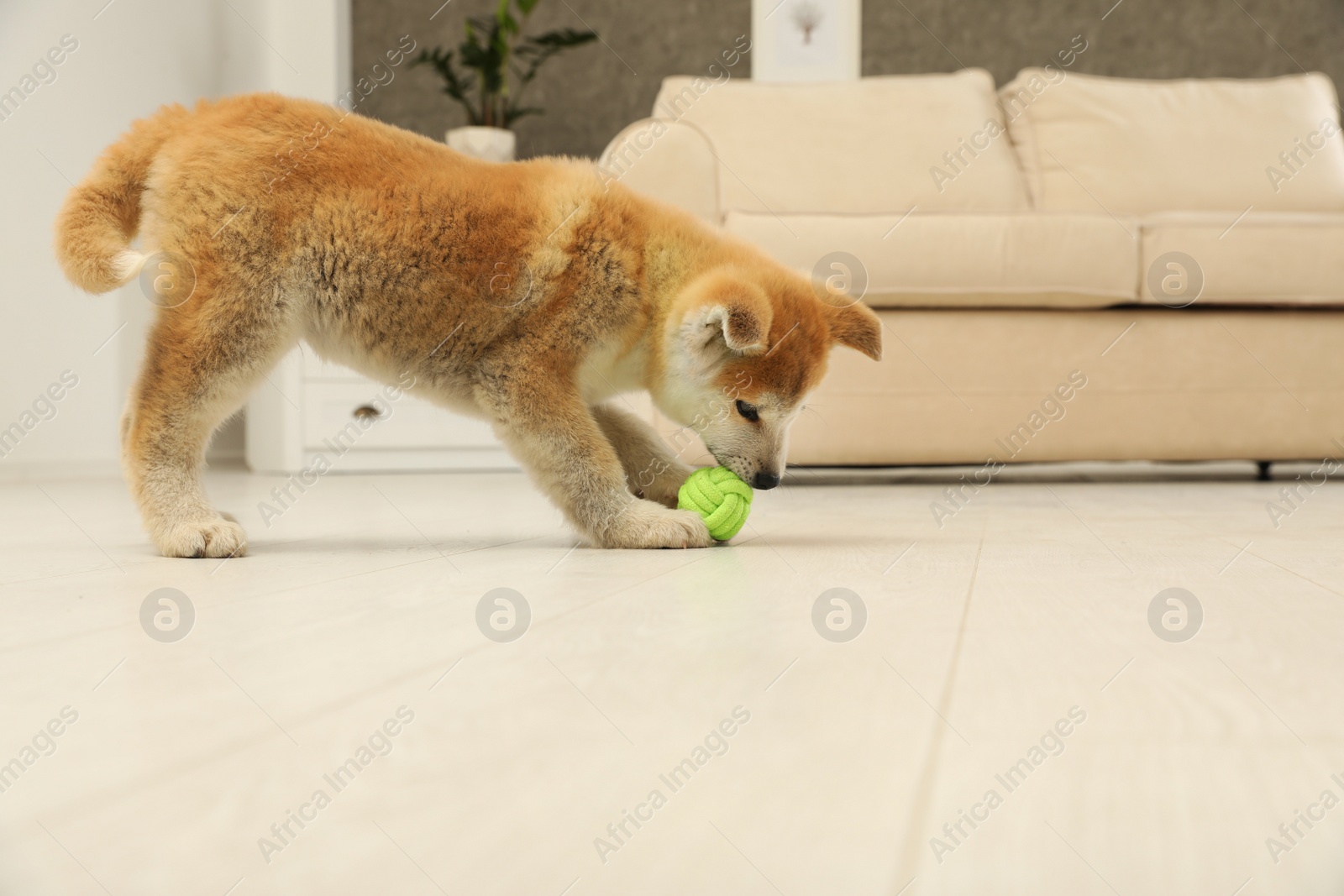 Photo of Cute akita inu puppy playing with ball in living room