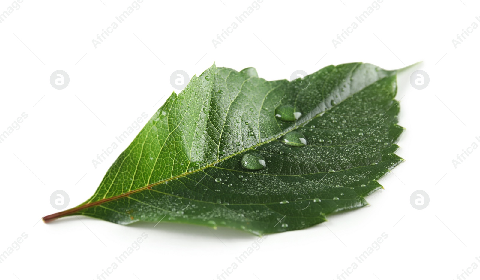 Photo of Beautiful green leaf with water drops on white background