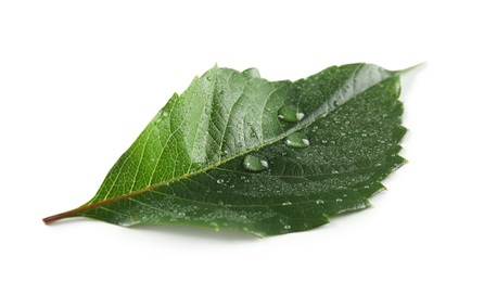 Photo of Beautiful green leaf with water drops on white background