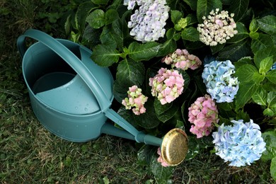 Photo of Watering can near beautiful blooming hortensia plants in garden