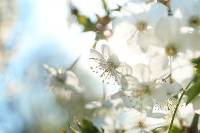 Photo of Blossoming cherry tree, closeup
