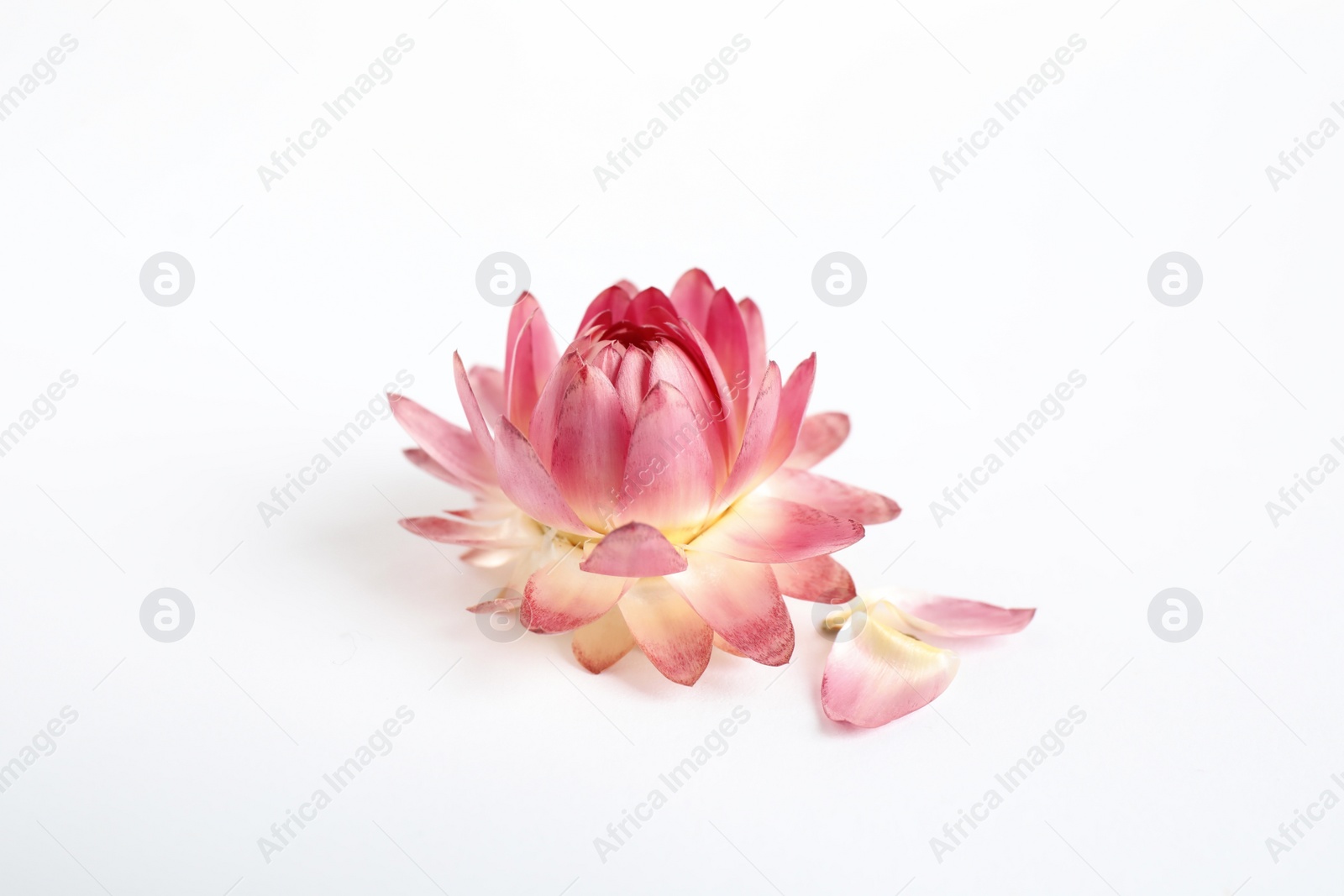 Photo of Beautiful blooming helichrysum flower isolated on white