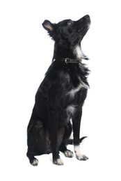 Photo of Cute long haired dog on white background