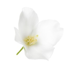 Photo of Beautiful delicate jasmine flower isolated on white