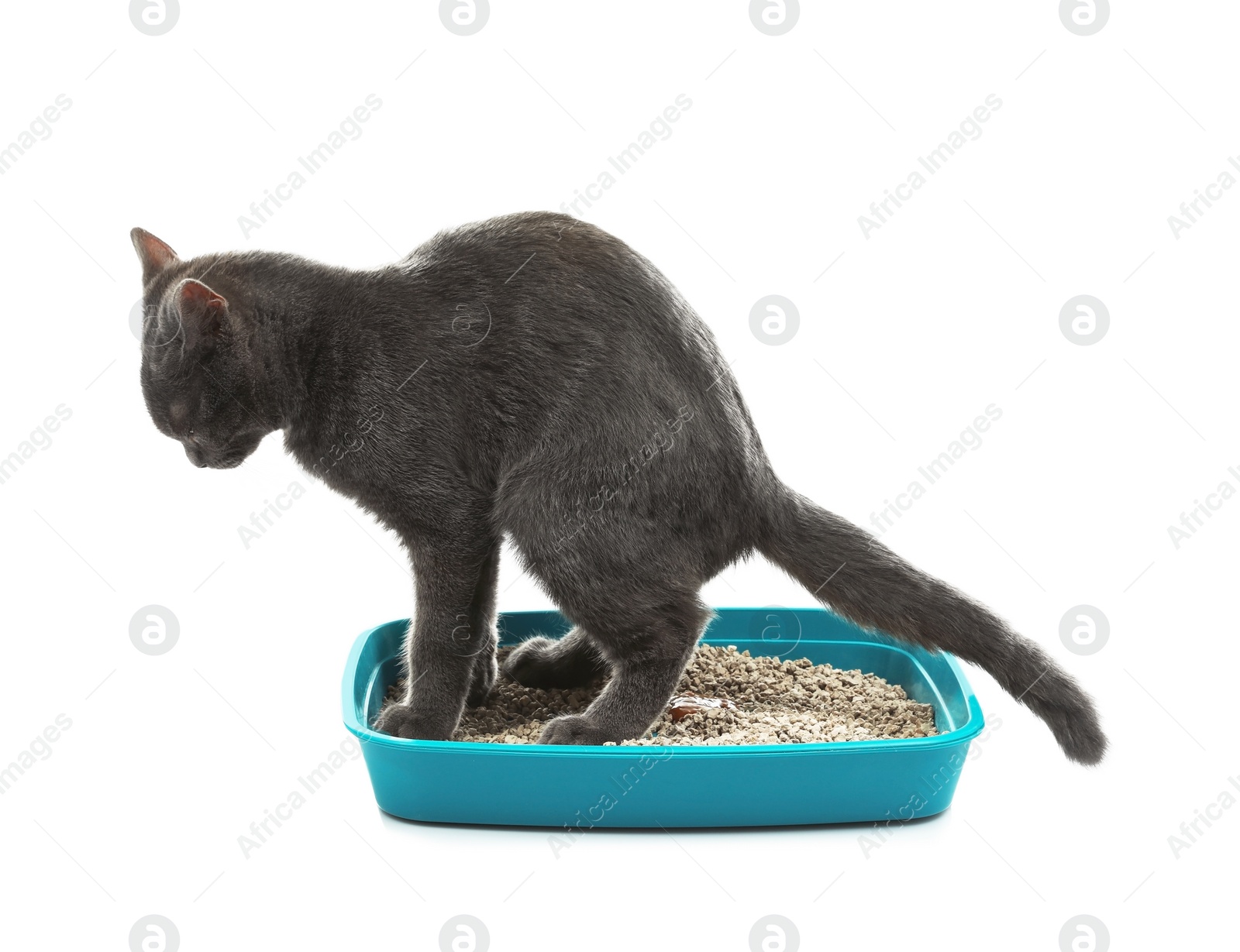 Photo of Cat sitting in pet toilet on white background