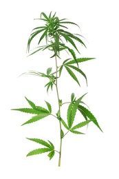 Branch of medical hemp on white background