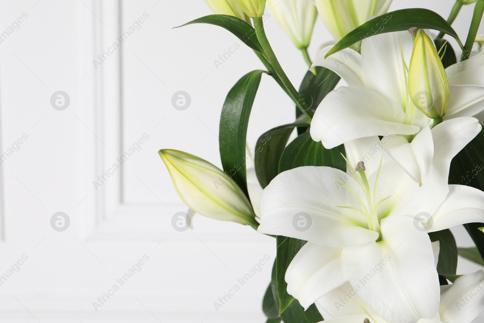 Photo of Beautiful lily flowers near white wall, closeup. Space for text