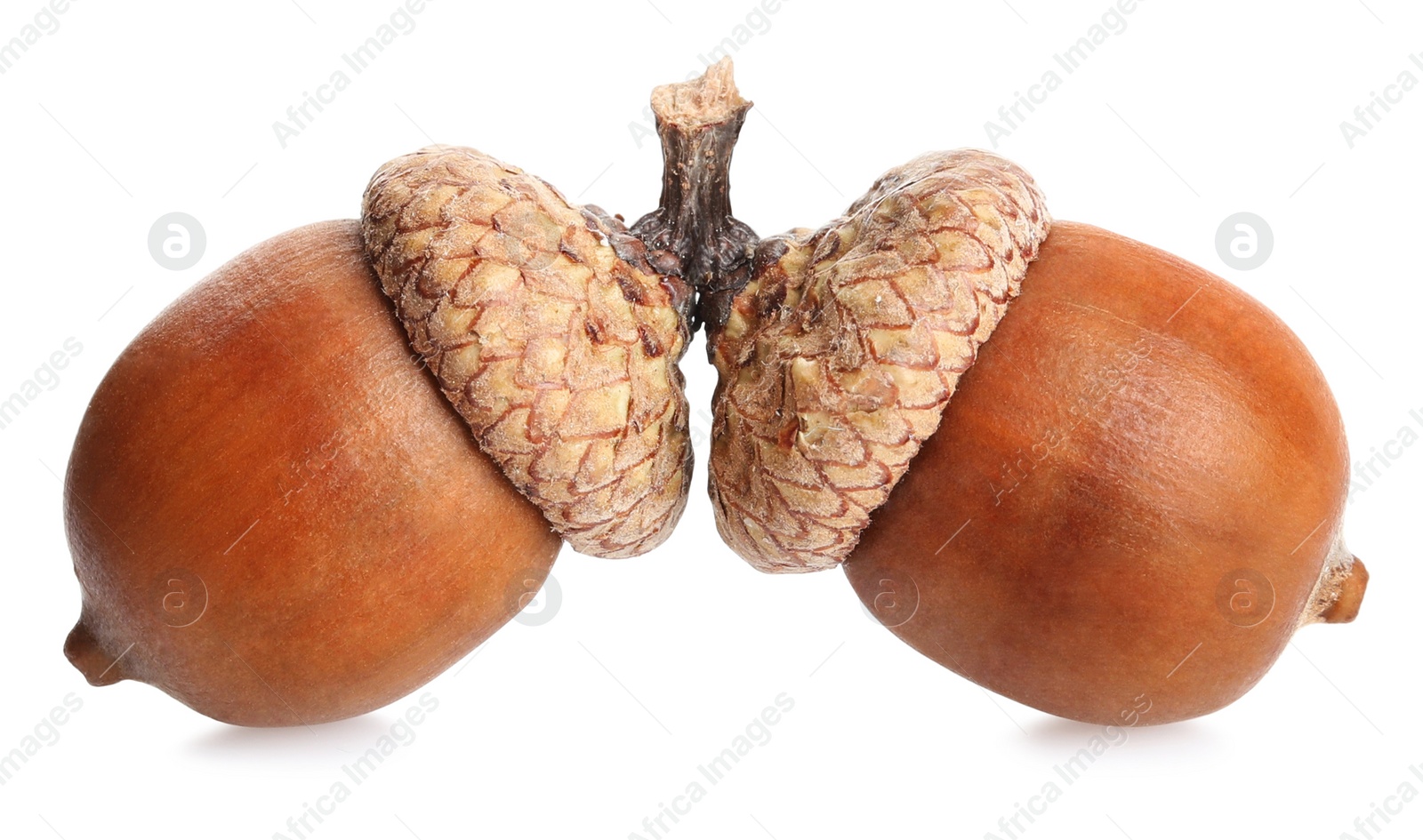 Photo of Two beautiful brown acorns on white background