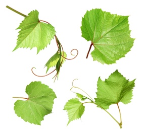 Image of Set of green grape leaves on white background