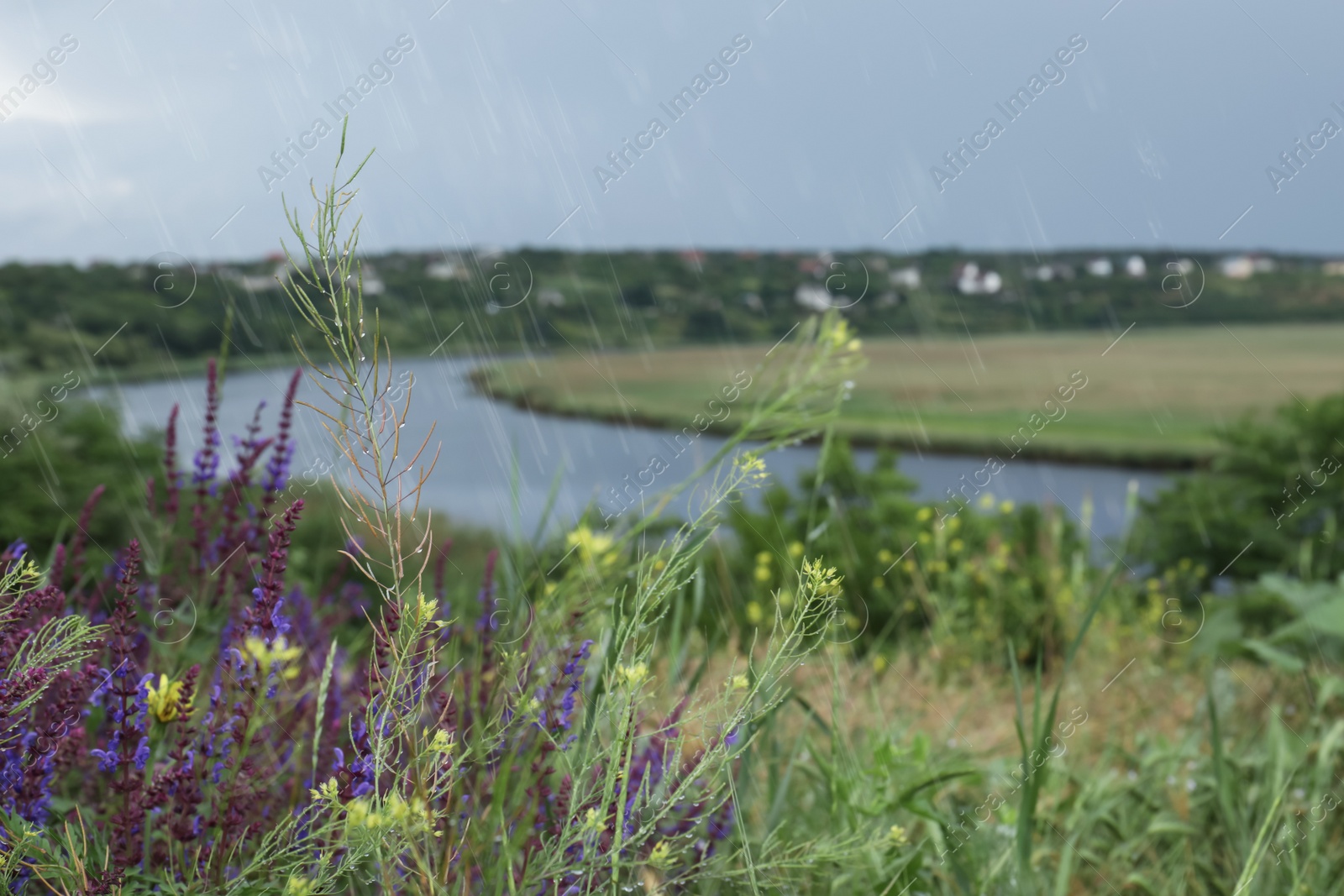 Photo of Beautiful plants with water drops near river, space for text. Rainy weather