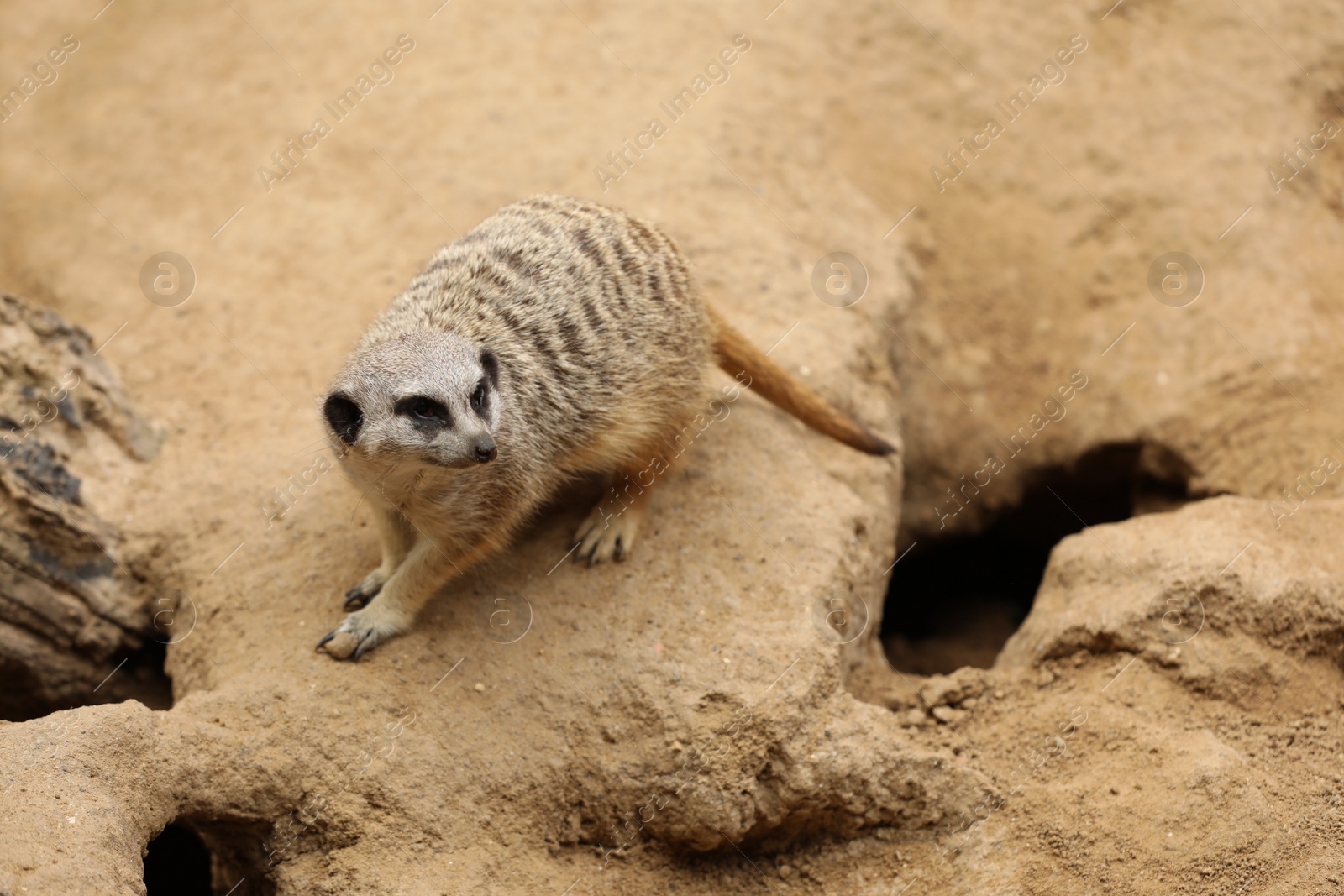 Photo of Cute meerkat in zoo enclosure. Exotic animal