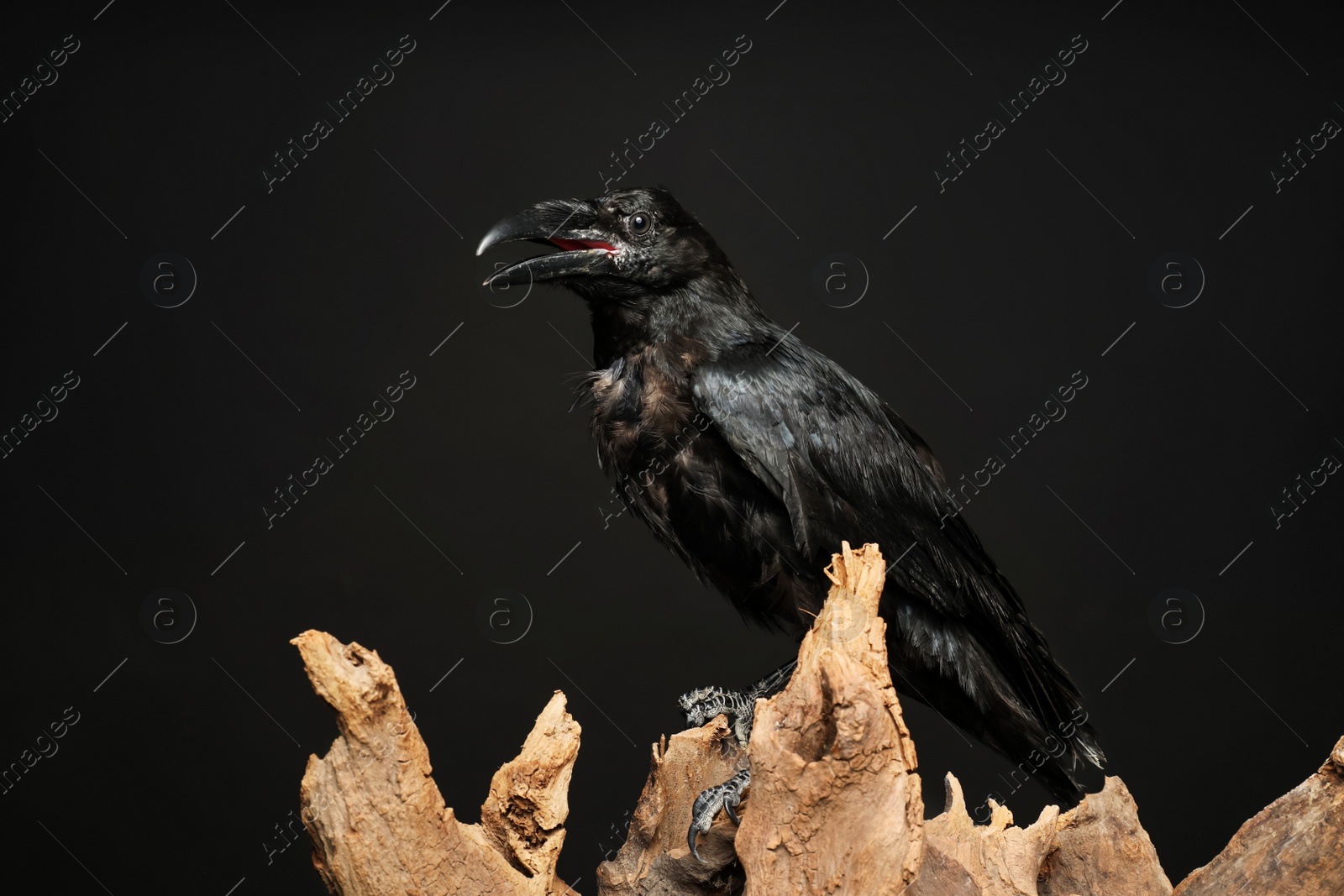 Photo of Beautiful common raven perched on wood against dark background