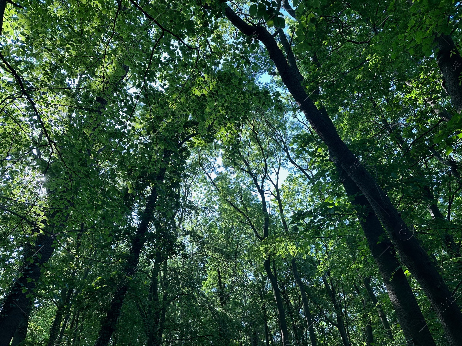 Photo of Tall green trees in forest, low angle view