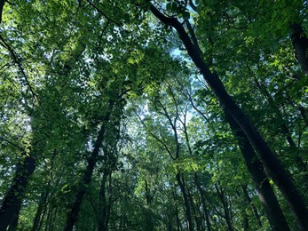 Photo of Tall green trees in forest, low angle view