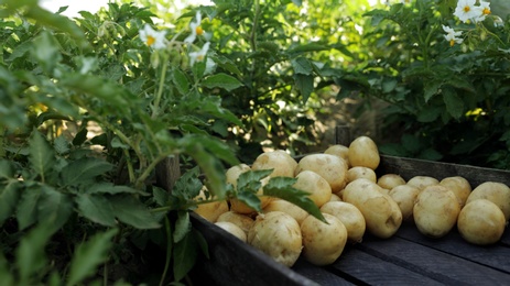 Wooden crate with raw potatoes in field on sunny day