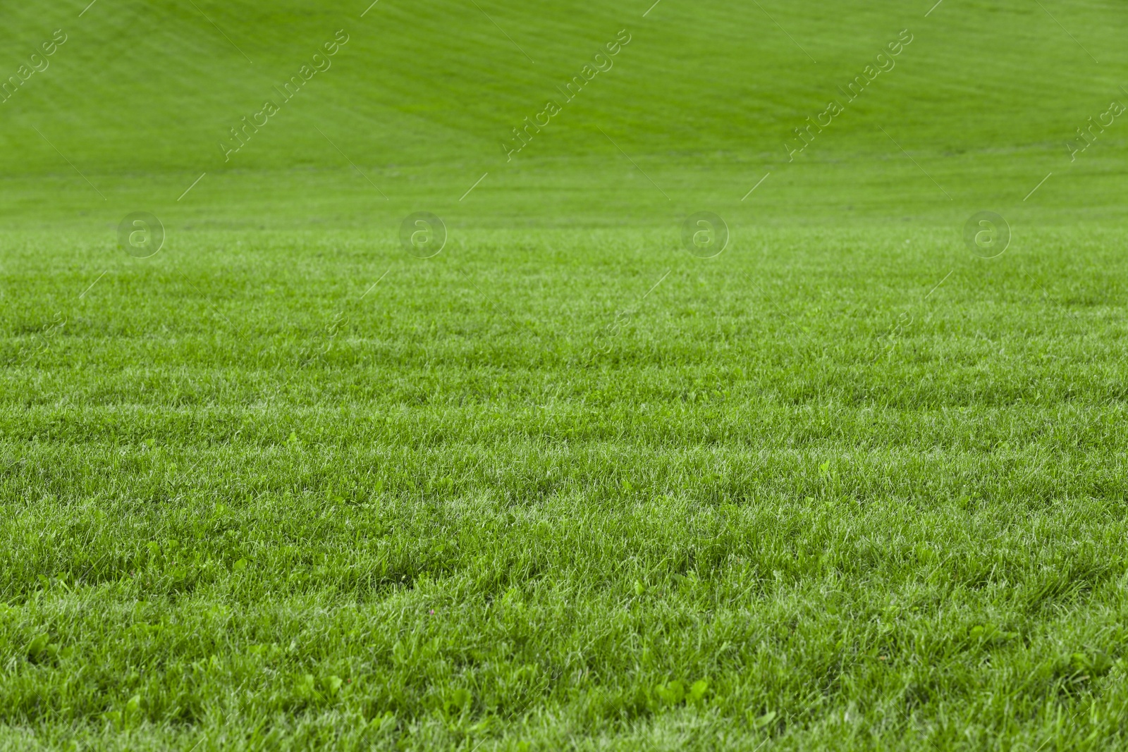 Photo of Beautiful lawn with bright green grass outdoors