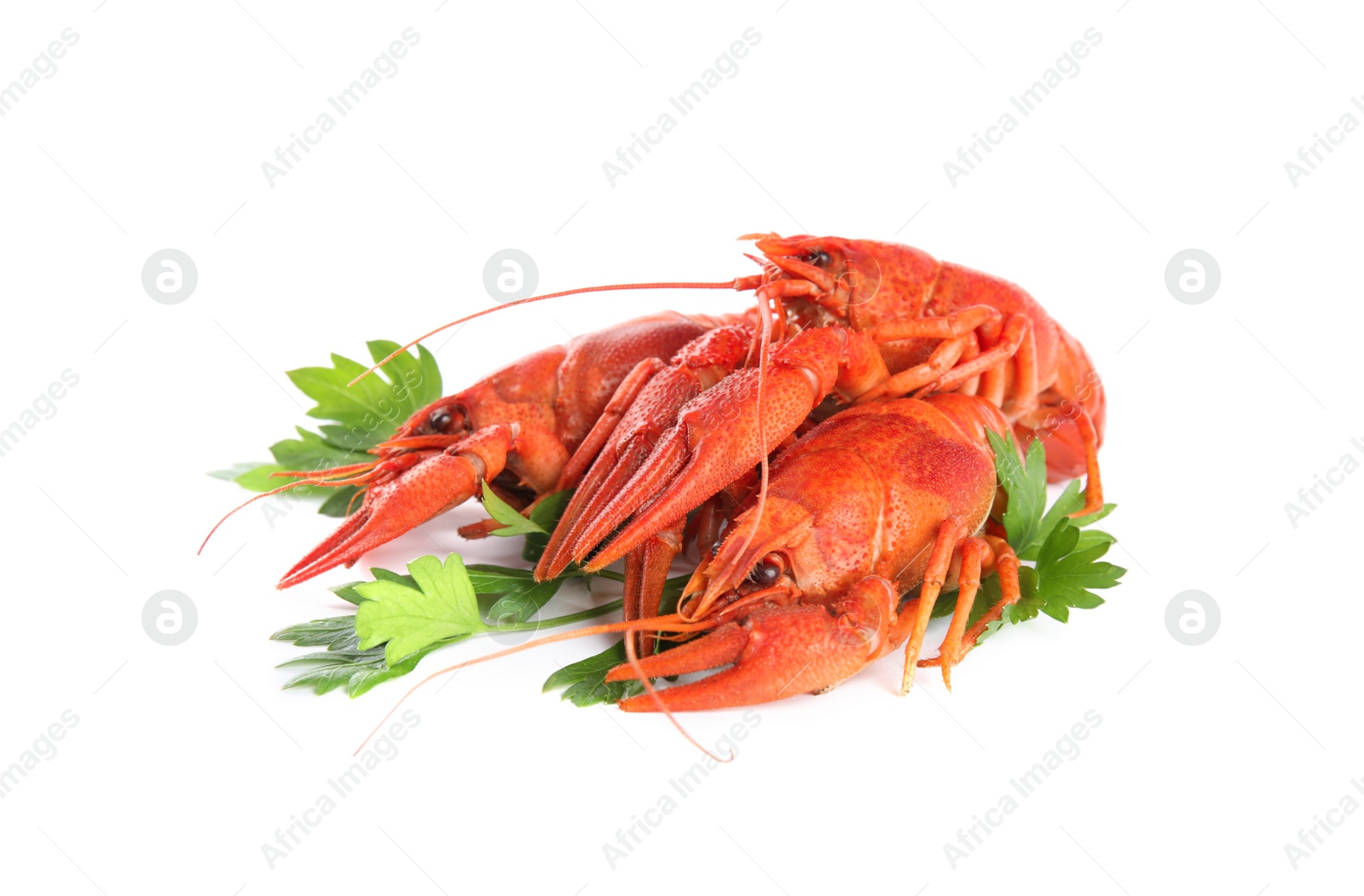 Photo of Delicious red boiled crayfishes with parsley isolated on white