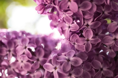 Photo of Closeup view of beautiful blossoming lilac shrub outdoors