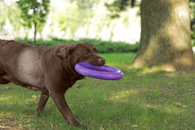 Photo of Funny Chocolate Labrador Retriever with toy in green summer park