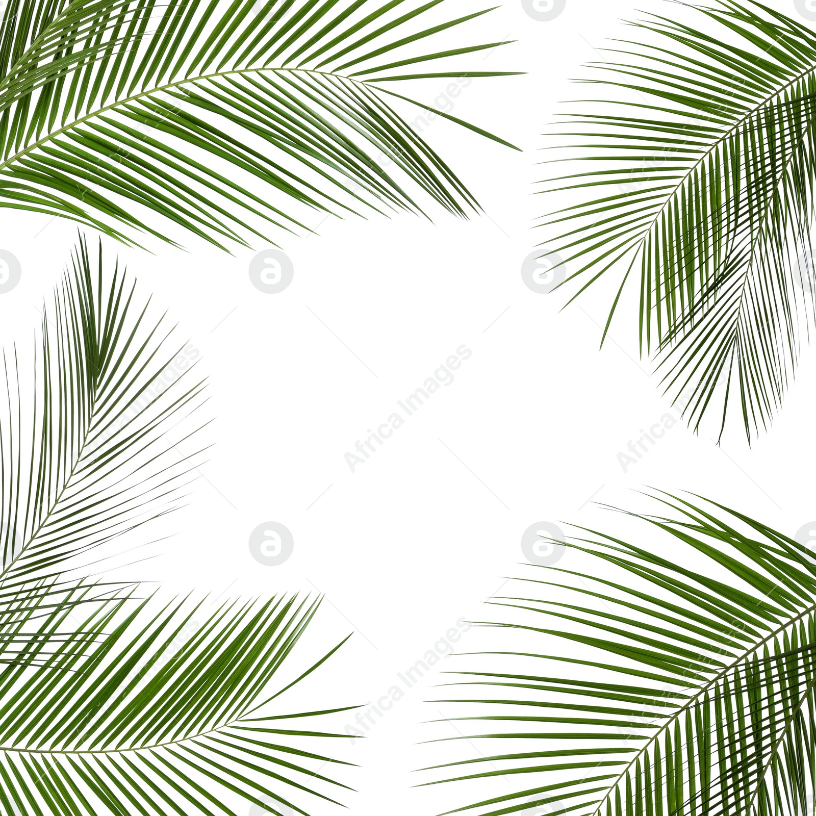 Image of Frame made of beautiful lush tropical leaves on white background. Space for text