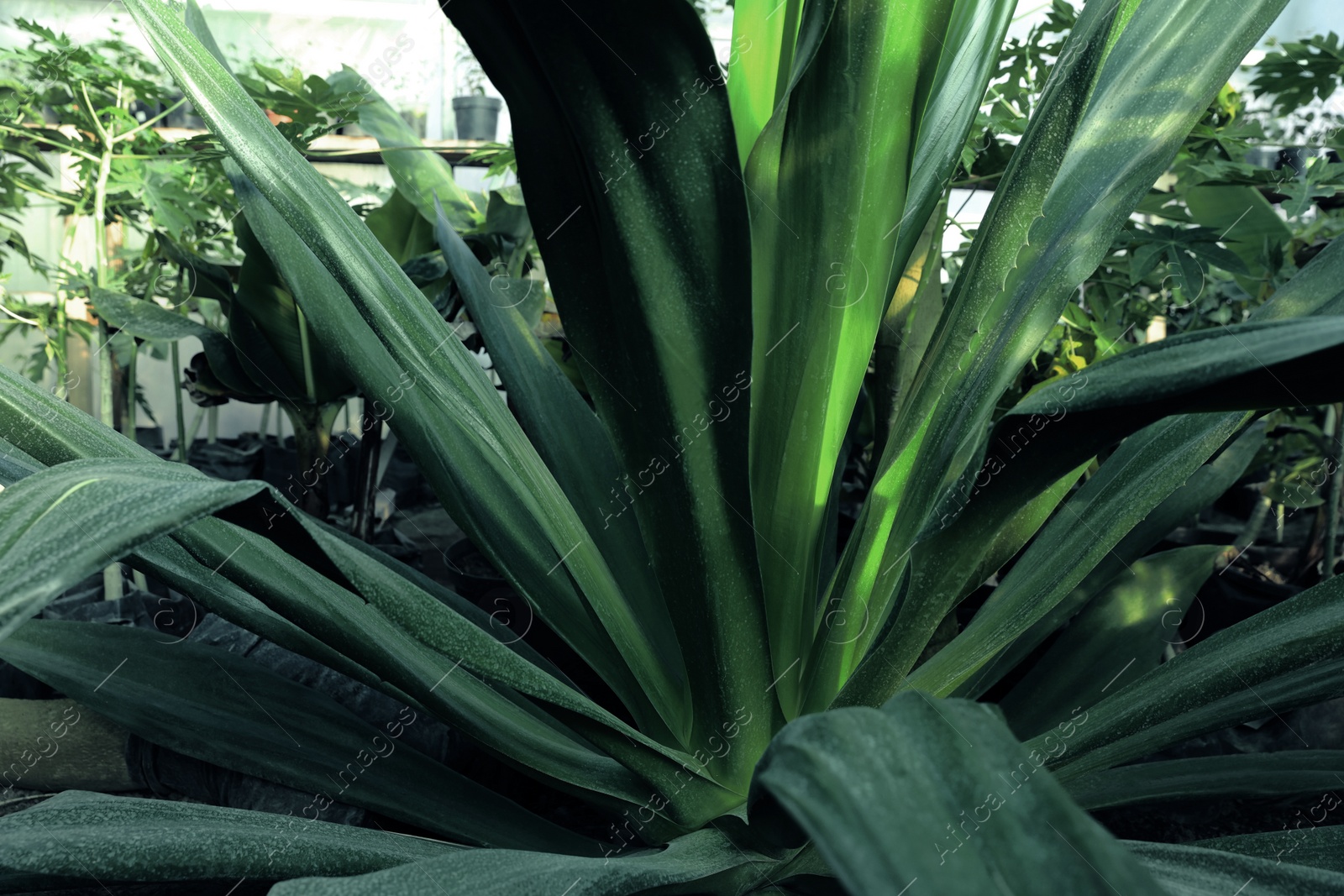 Photo of American aloe with beautiful leaves growing outdoors, closeup. Tropical plant