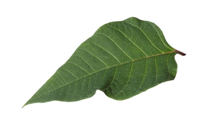 Photo of Leaf of tropical poinsettia plant isolated on white