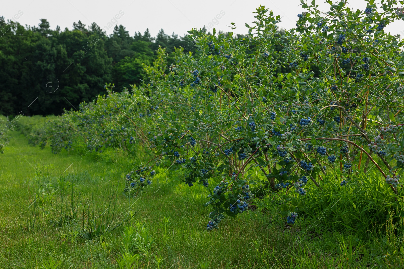 Photo of Blueberry bushes growing on farm outdoors. Seasonal berries