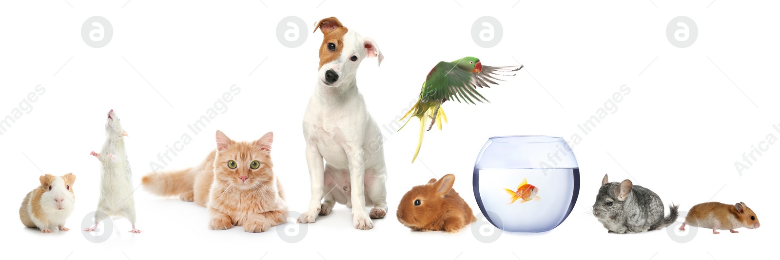 Image of Group of different domestic animals on white background, collage