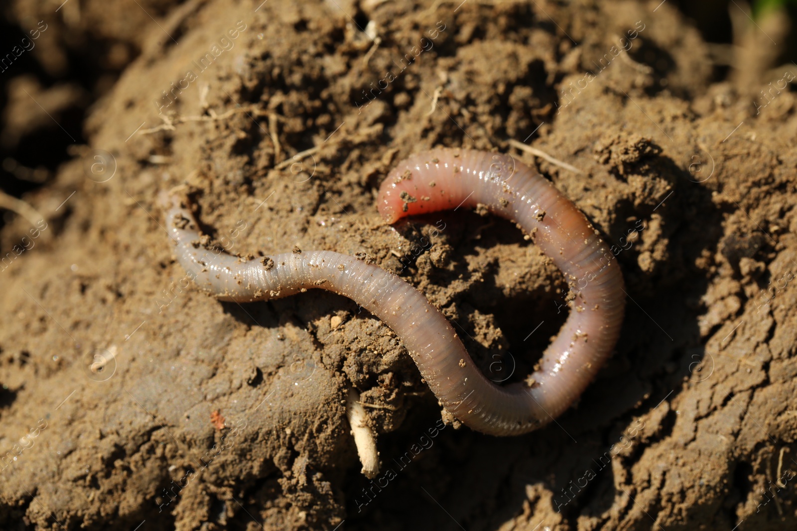 Photo of One worm crawling in wet soil on sunny day, closeup