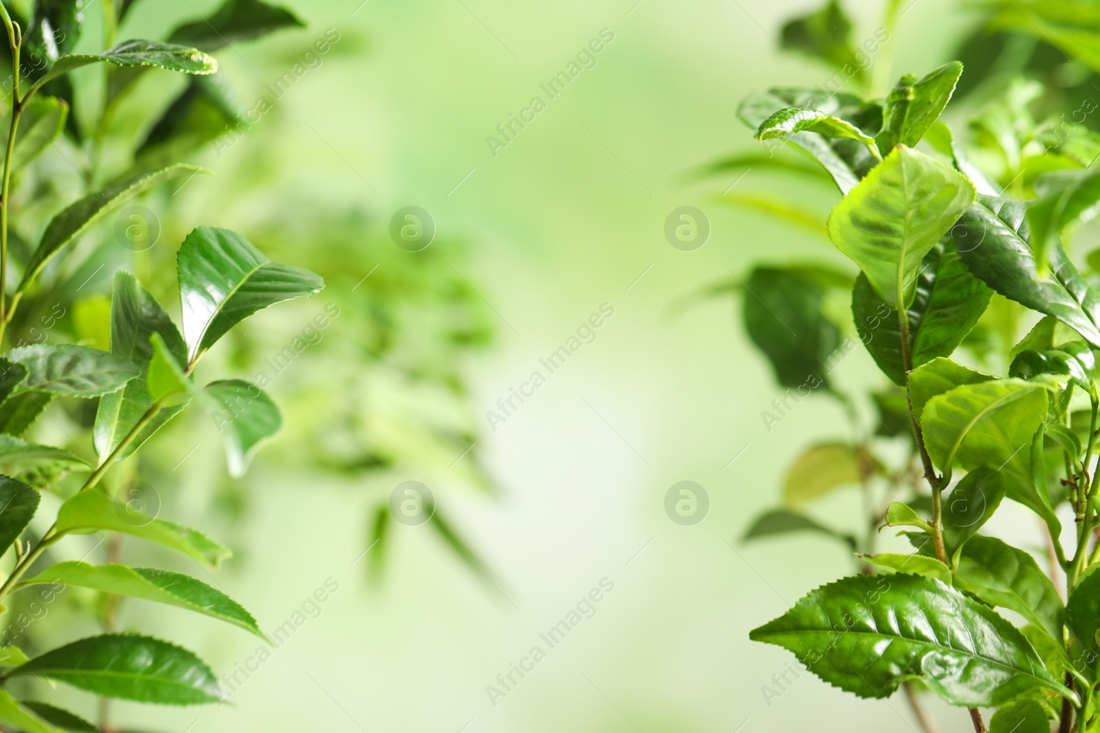 Photo of Green leaves of tea plant on blurred background. Space for text