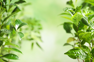 Photo of Green leaves of tea plant on blurred background. Space for text