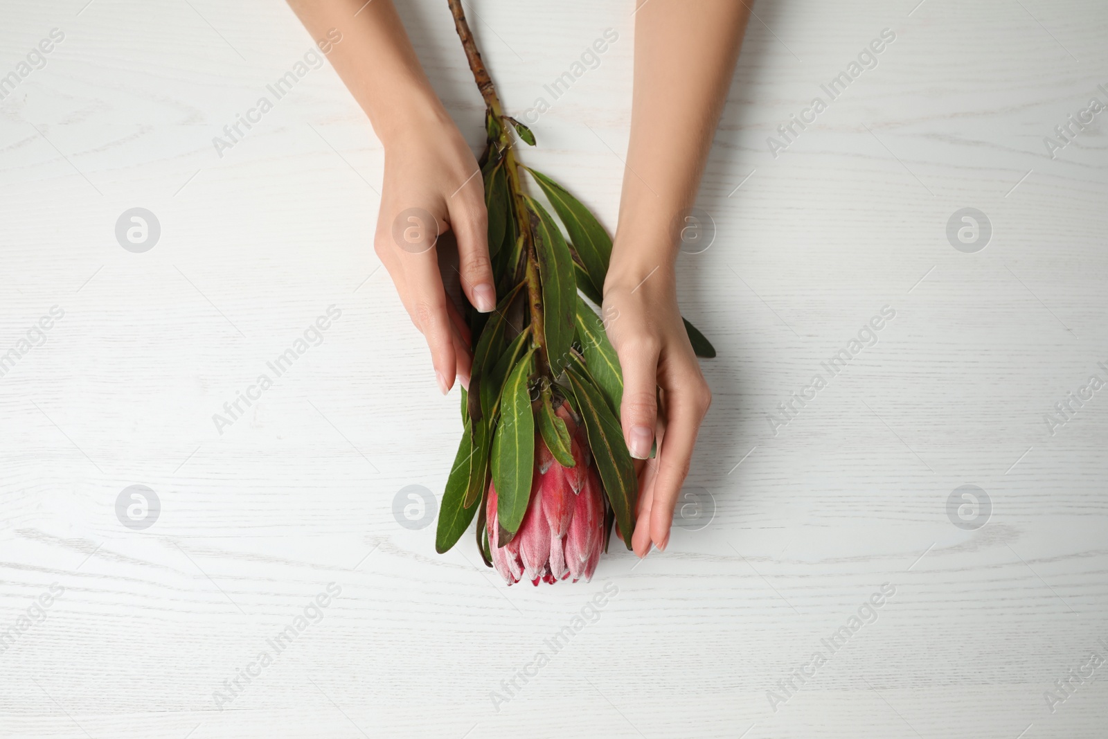 Photo of Florist holding beautiful protea flower at white wooden table, top view