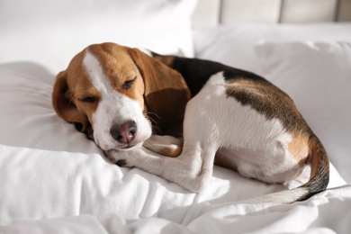 Photo of Cute Beagle puppy sleeping on bed. Adorable pet