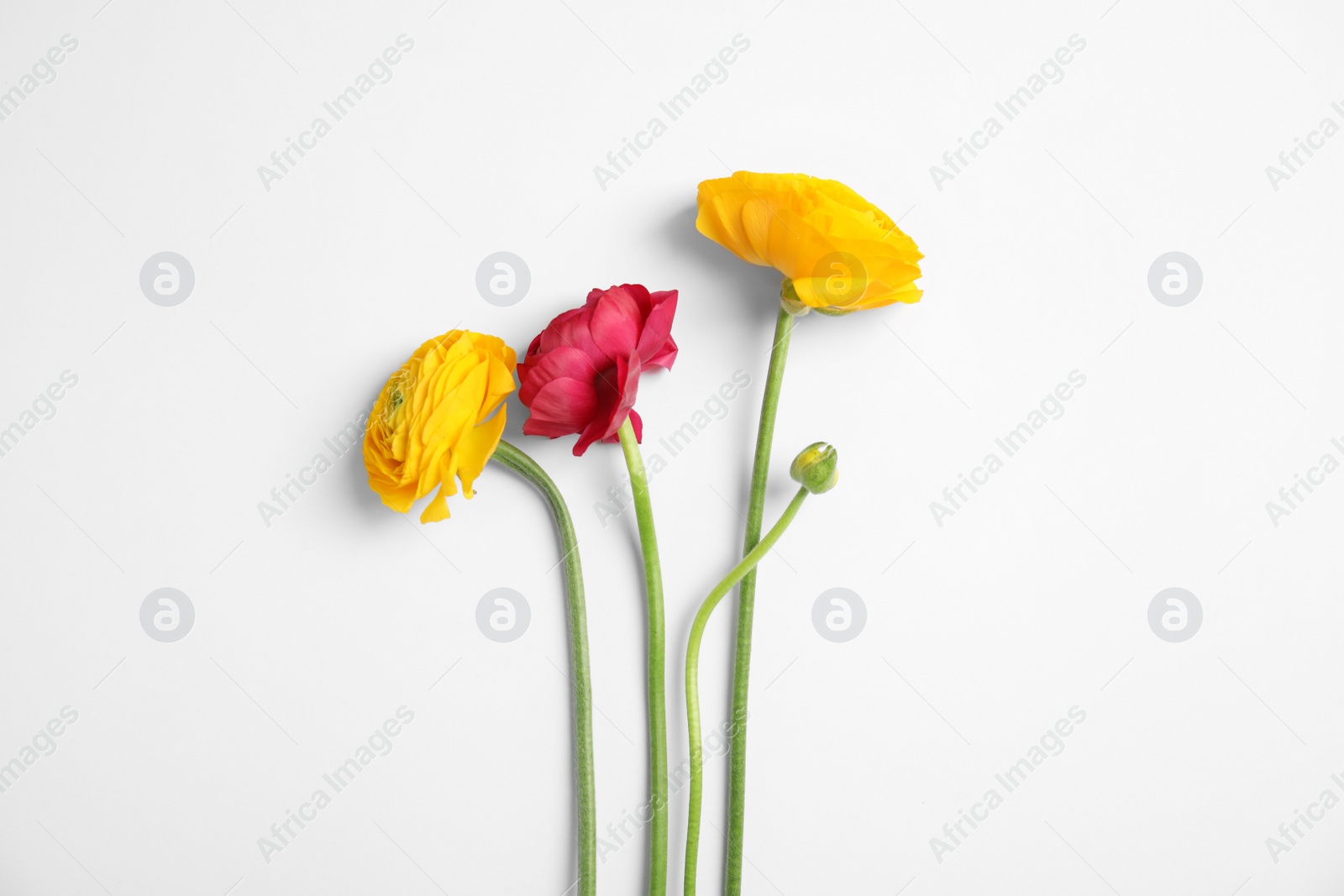 Photo of Beautiful ranunculus flowers on white background, top view