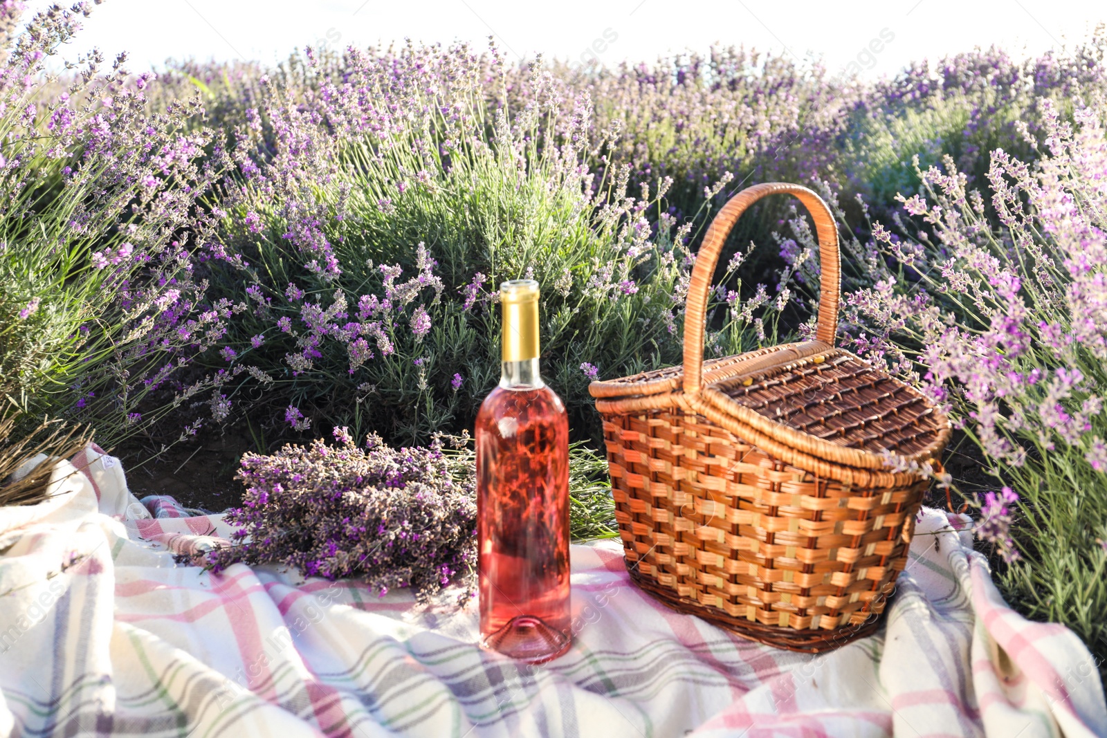 Photo of Bottle of wine and basket on blanket in lavender field