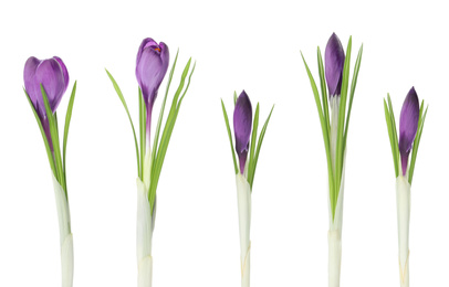 Set of beautiful crocuses on white background. Spring flowers