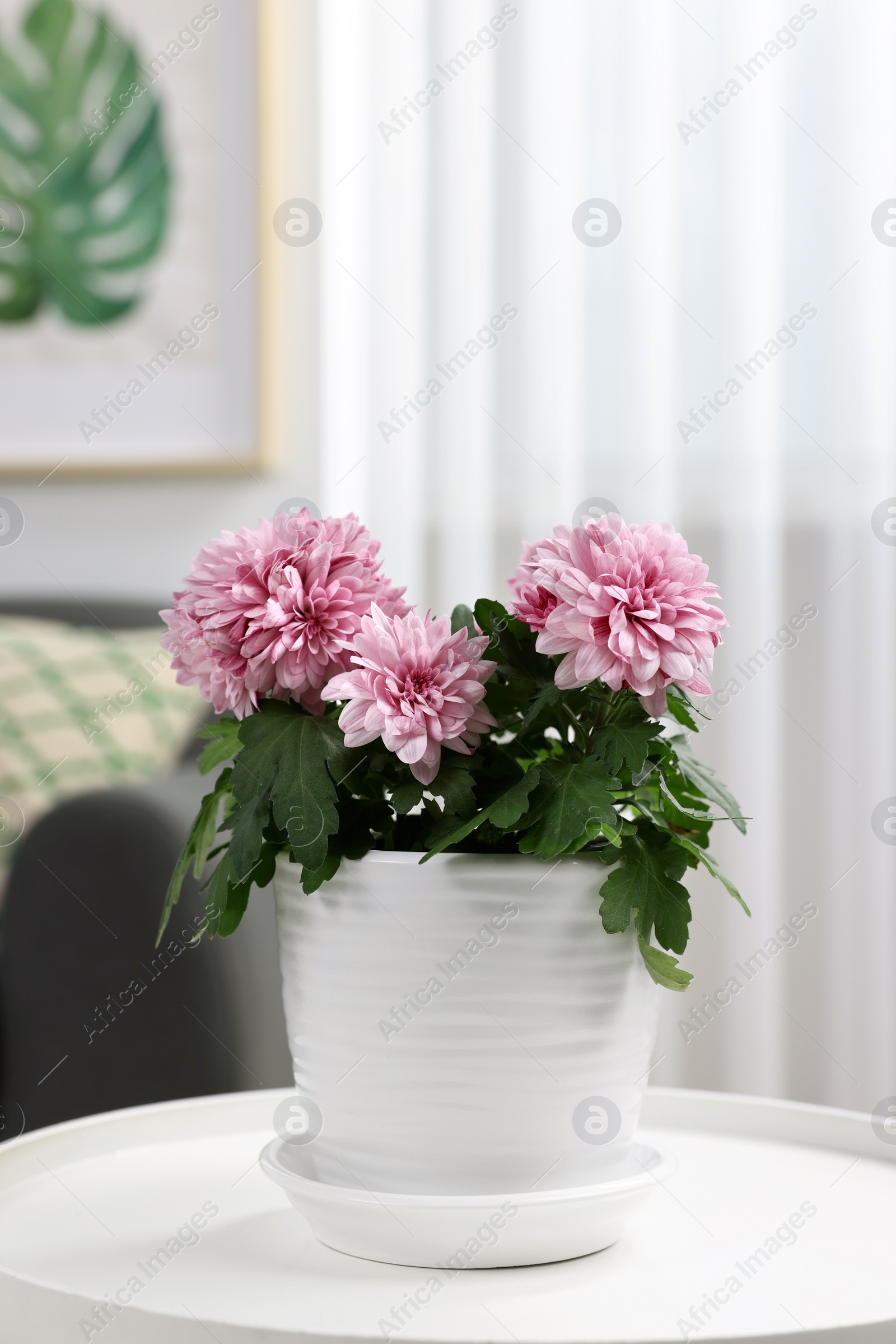 Photo of Beautiful chrysanthemum plant in flower pot on white table in room