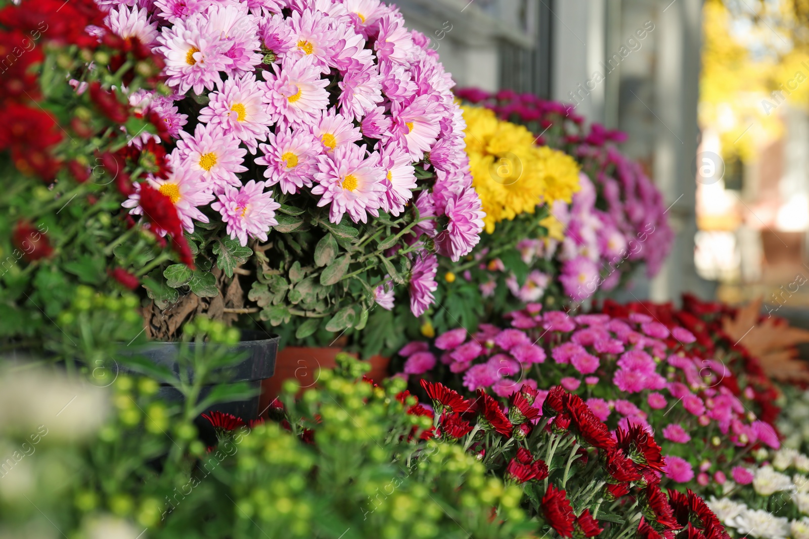 Photo of View of fresh beautiful colorful chrysanthemum flowers