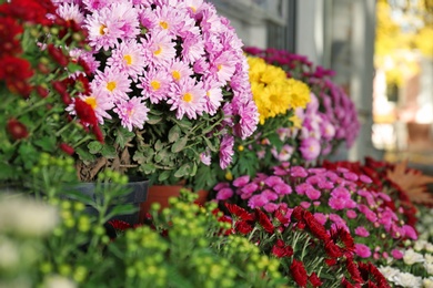 View of fresh beautiful colorful chrysanthemum flowers